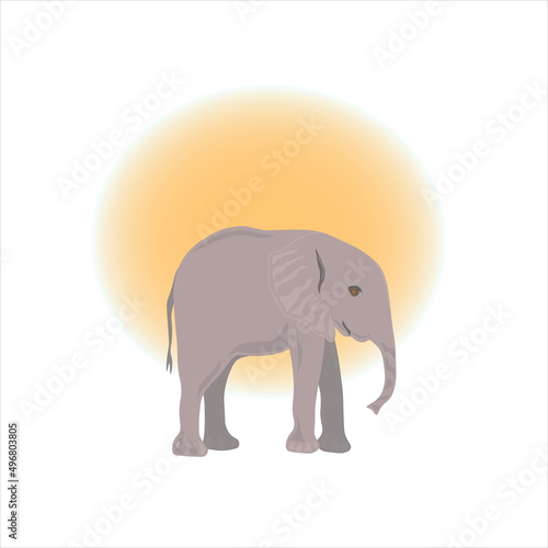 elephant