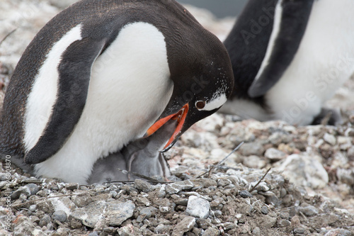 Gentoo Penguins on the nest in Antarctica