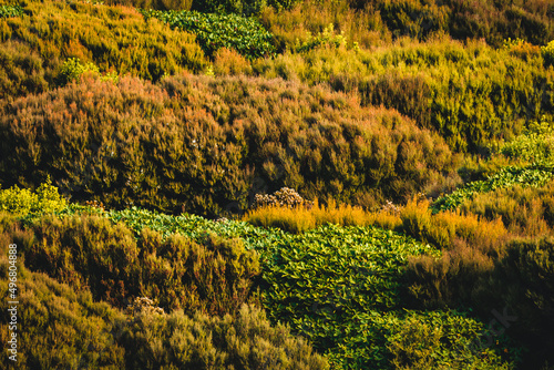 Photography Landscape of a forest in fall with densely covered plants and vegetation