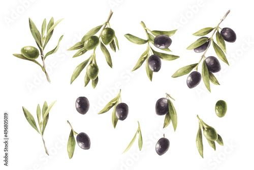 Watercolor set illustration olive branch with olives isolated on a transparent background.