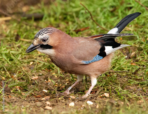 Closeup shot of the colorful bird with blue wings Eurasian jay or garrulus glandarius photo