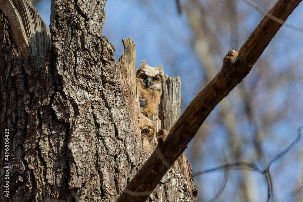 Great horned owl. The young owlets on the nest Great horned owl. The young owlets on the nest