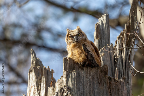 Great horned owl. The young owlets on the nest