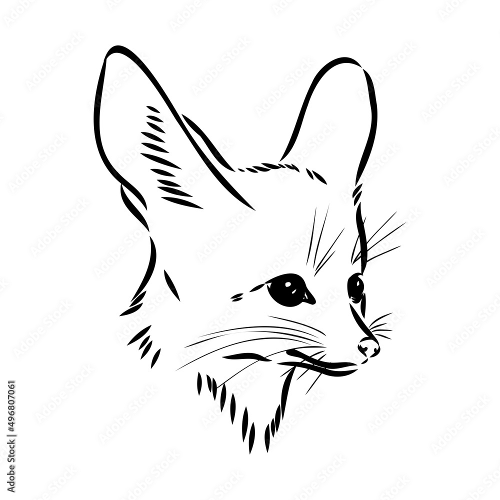 Vector illustration of a young fennec fox walking. fox fenek vector sketch Vector illustration of a young fennec fox walking. fox fenek vector sketch
