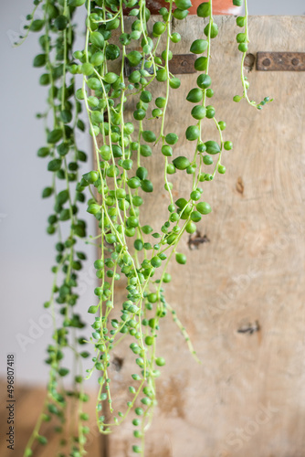 String of Pealrs im Blumentopf aus Ton, Zimmerpflanze, Senecio Rowleyanus, Urban Jungle Trend