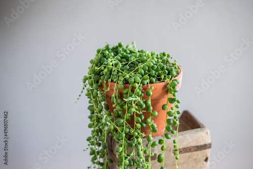 Wallpaper Mural String of Pealrs im Blumentopf aus Ton, Zimmerpflanze, Senecio Rowleyanus, Urban Jungle Trend Torontodigital.ca