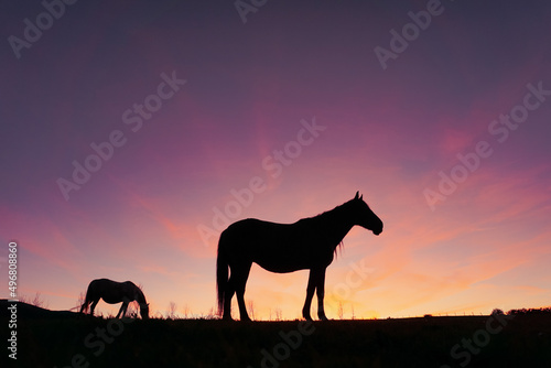 horse silhouette in the meadow with a beautiful sunset background © Ismael