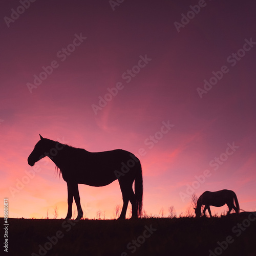 horse silhouette in the meadow with a beautiful sunset background