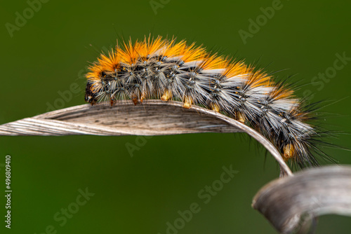 Macro shots, Beautiful nature scene. Close up beautiful caterpillar of butterfly 