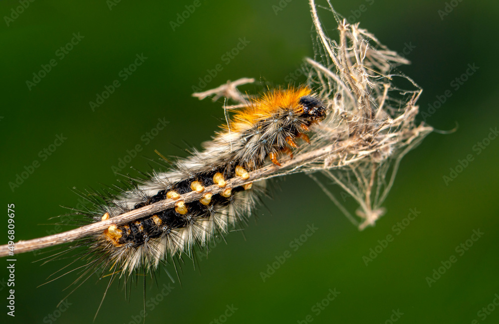 Macro shots, Beautiful nature scene. Close up beautiful caterpillar of butterfly  