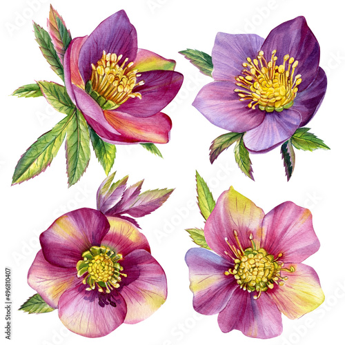 Flowers hellebores isolated on a white background. Watercolor botanical illustration. Floral elements