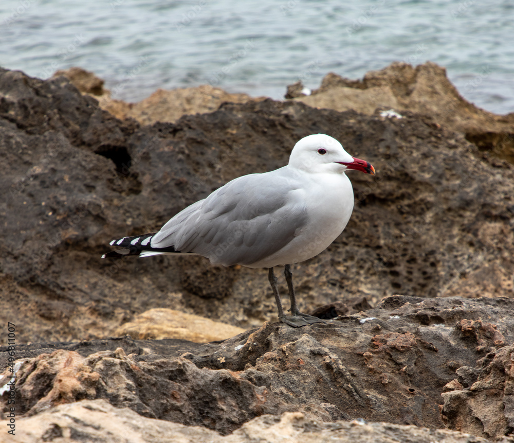 Obraz premium Seagull on a stony beach