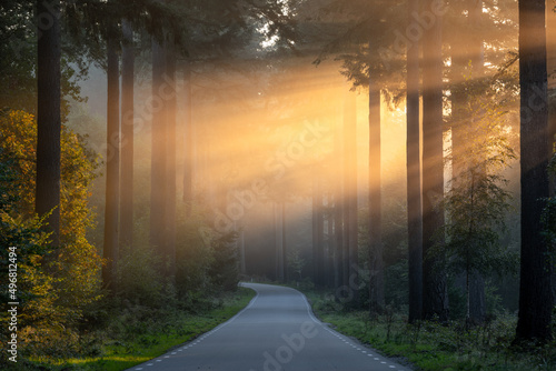Canvastavla Soft golden morning light coming through the trees over the road
