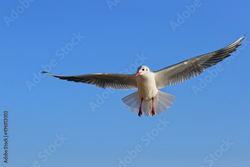 Seagull bird  larus  laridae  flying in front of the isolated blue sky. High resolution colour wildlife photo with big empty space for text. 