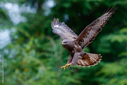 Common Buzzard (Buteo buteo) flying in the forest of Noord Brabant in the Netherlands searching for food. Green forest background.