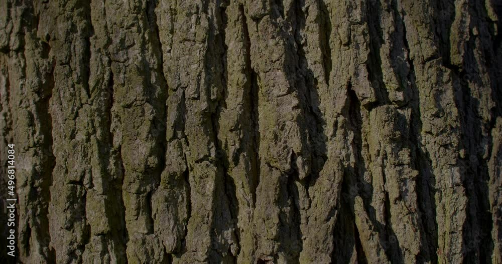 Tree bark texture splits in vertical or horizontal lines, closeup pattern. Identify different types of trees in sunny day. Tree bark texture splits in vertical or horizontal lines, closeup pattern. Identify different types of trees in sunny day.