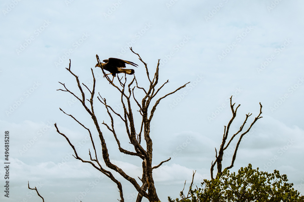Carcará hawk in the city of Carrancas, State of Minas Gerais, Brazil Carcará hawk in the city of Carrancas, State of Minas Gerais, Brazil