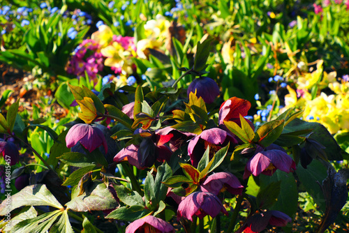 flowers in the garden