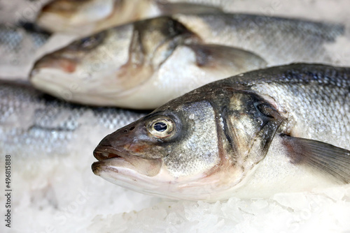 Sea bass in the ice. Fresh fish in a store, concept of healthy food with omega fats, fishing industry