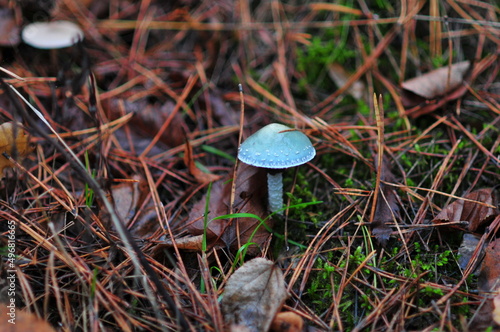 Blue-green stropharia is conditionally edible mushroom, grows in mixed forests. It is also called the roundhead. photo