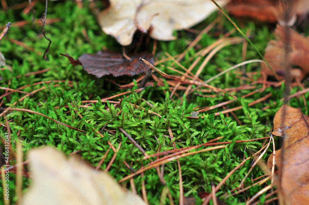 Photo of green moss in the autumn forest. Walk in the fresh air. Photo of green moss in the autumn forest. Walk in the fresh air.