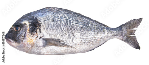 Single uncooked fish over white isolated background
