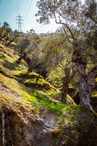 Olive tree