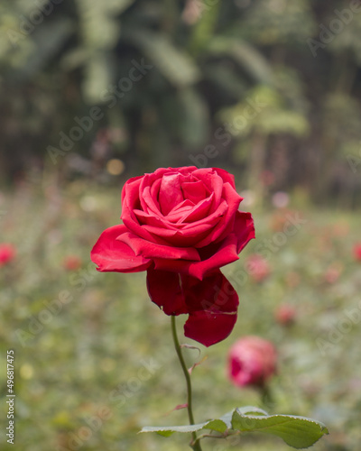 Vertical shot of the beautiful red rose blooming in the garden photo