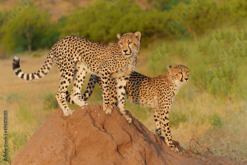Valokuva Cheetah (Acinonyx jubatus)