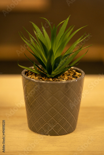 Aloe mini plant in a healthy gym