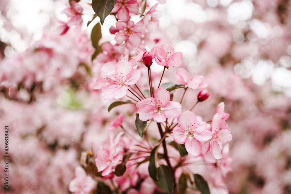 Pink flowers, apple tree blooming branches on the pink bokeh background.