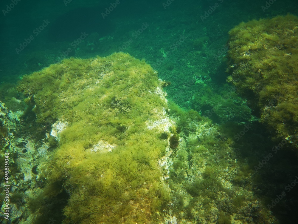 Fototapeta premium Binimel-la, Menorca, Islas Baleares, España