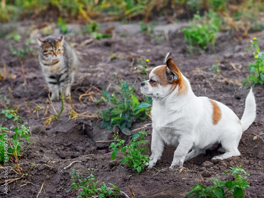 Little white dog sitting in the garden next to a small striped kitten. Dog and cat are friends