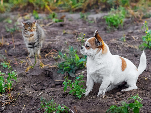 Little white dog sitting in the garden next to a small striped kitten. Dog and cat are friends