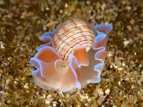 Beautiful pink bubble snail in Reunion island during night dive