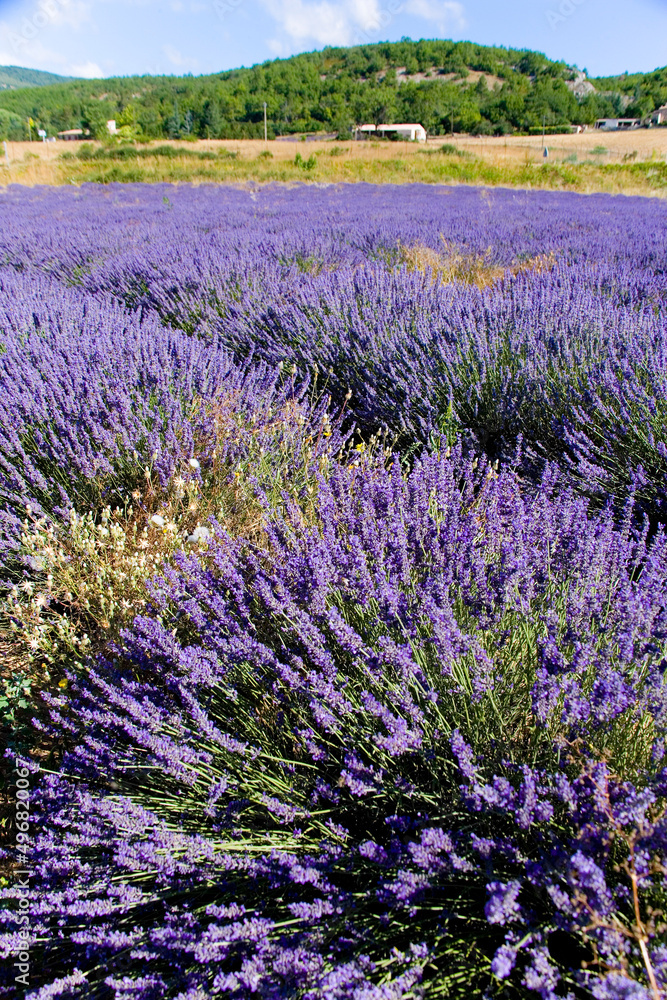 lavender fields during summer in Vaucluse in located in the Provence-Alpes-Côte d'Azur region in France