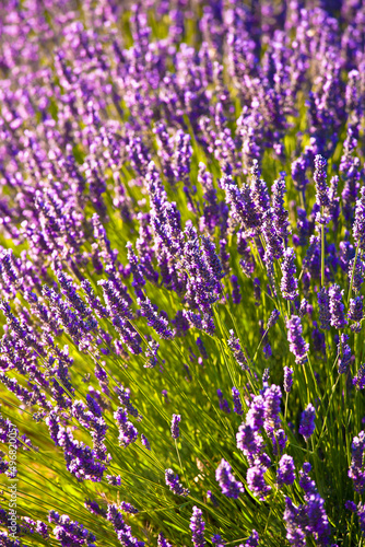 lavender fields during summer in Vaucluse in located in the Provence-Alpes-C  te d Azur region in France