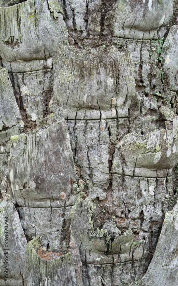 Close up detail of weathered palm tree bark Close up detail of weathered palm tree bark