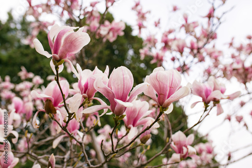 Magnolia tree blossom in springtime. Perfect Spring Concept Background