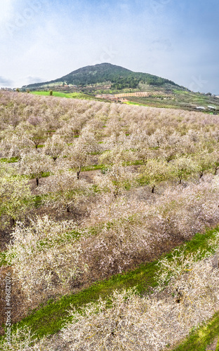 Aerial view of blossom almond plantation, Mount Tabor, Lower Galilee, Israel. photo