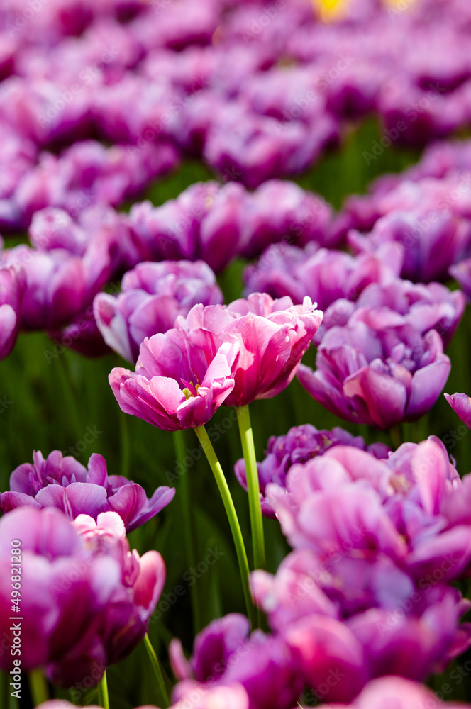 Beautiful tulip flowers blooming in a garden. Beauty tulip plant in the spring garden in rays of sunlight in nature. Blur background with bokeh image, selective focus Beautiful tulip flowers blooming in a garden. Beauty tulip plant in the spring garden in rays of sunlight in nature. Blur background with bokeh image, selective focus