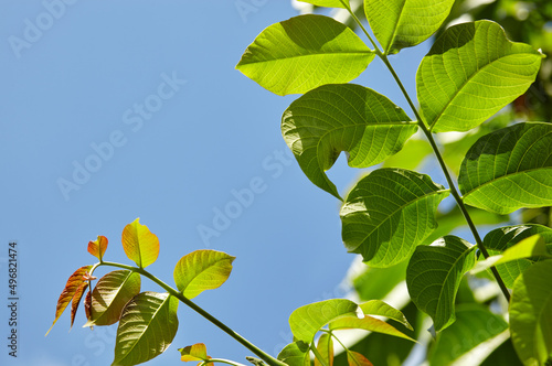 Abstract image of walnut leaves in rays of sunlight. Selective focus  blurred background
