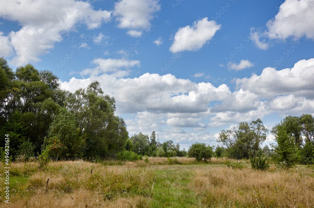 Bright summer forest against the sky and meadows. Beautiful landscape of green trees and blue sky background