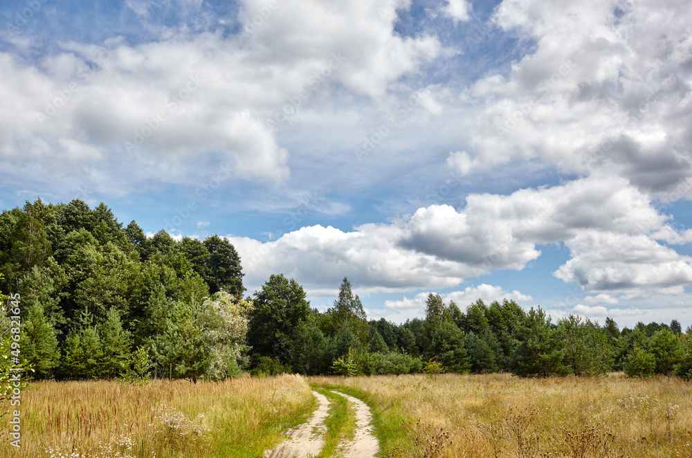 Dense forest against the sky and meadows. Beautiful landscape of a row of trees and blue sky background Dense forest against the sky and meadows. Beautiful landscape of a row of trees and blue sky background