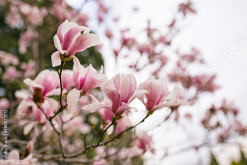 Close Up of Magnolia Flowers. Perfect Spring Concept Background