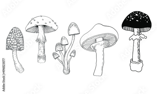Vector line drawing. Set of vector magic mushrooms