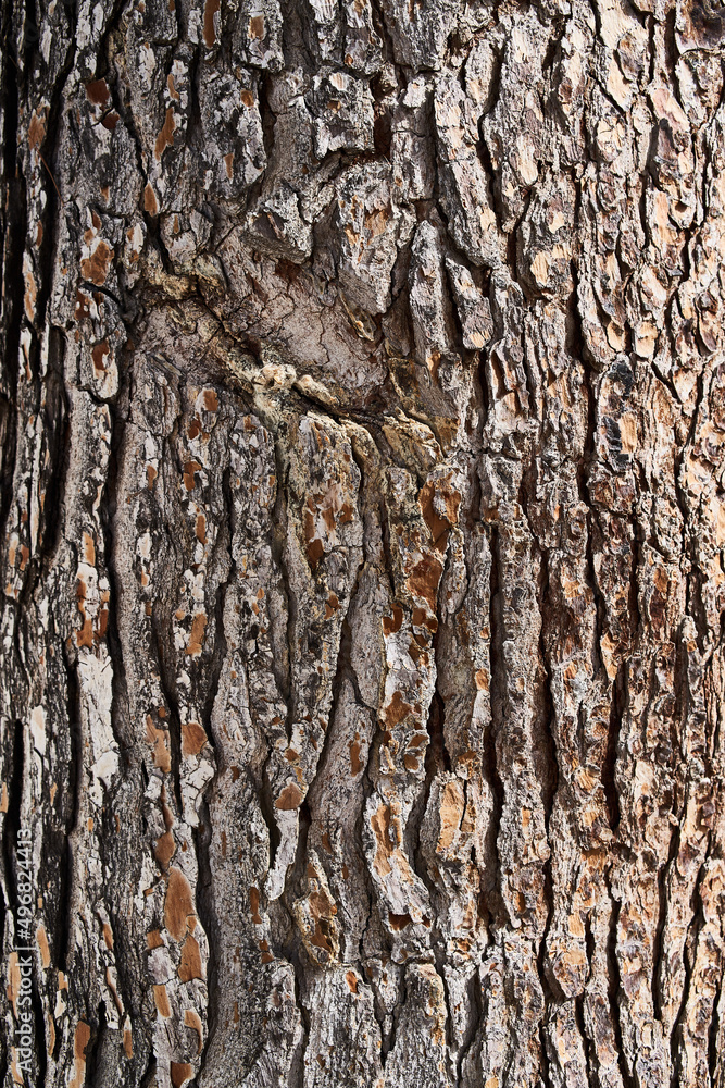 Obraz premium Tree bark texture, natural background