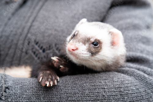 Portrait of cute and tired domestic pet ferret resting in her owner's hands. Woman and a pet concept.