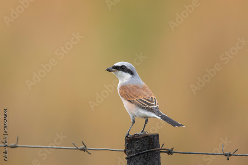 Long-tailed shrike sitting on a fence after feeding on insects.
