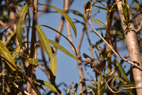 Selective focus shot of blue-gray gnatcatcher perched on branch photo